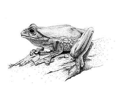 Frog animal art drawing frog nature pen pointillism stippling tree