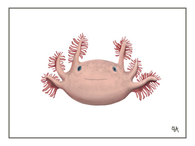 Axolotl animal axolotl illustration photoshop