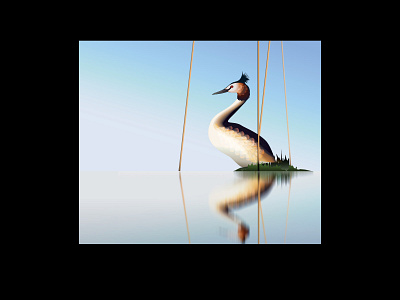 Podiceps cristatus design illustration vector