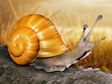 Snail 3d animal icon max maya zbrush