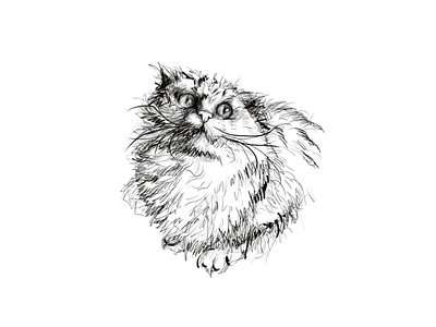 Cat Sketch cat sketch artist artwork