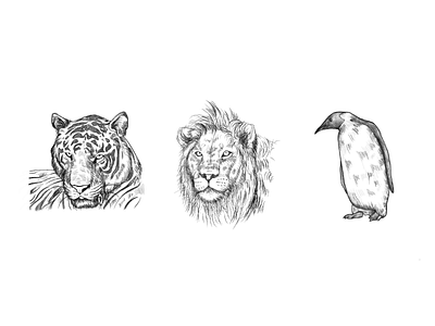 Pencil Sketch animals sketch artist artwork