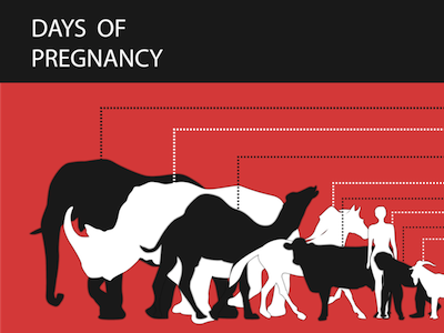 Days of pregnancy flash info graphic