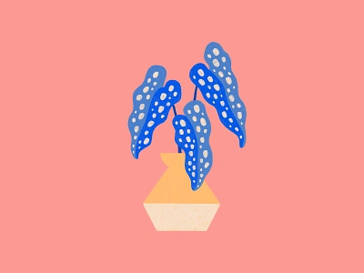 Plants blue house plant houseplant illustration leaves pink plant pot potted plant procreate stem succulent vase yellow