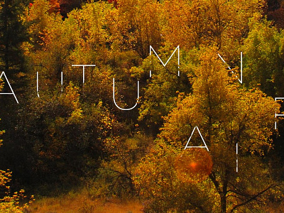 Autumn Air fall illustration photography trees typography