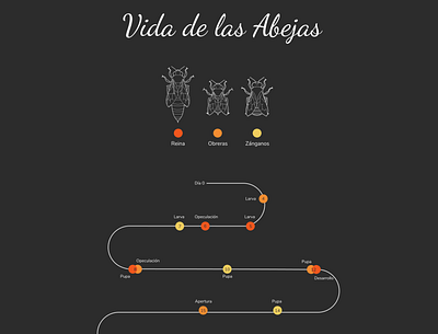 Vida de las Abejas - Bee's Life diagram figma graphic design illustration infographic infographics minimal typography ui vector visual design