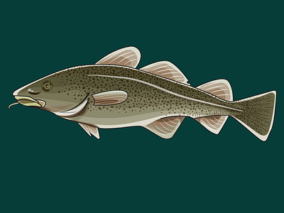 Cod Fish cod fish homework illustration illustrator layers opacity transparency vector