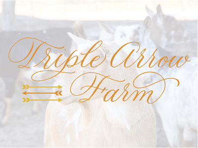 Triple Arrow Farms (of Columbia, IA) calligraphic calligraphy design hand lettering handlettering illustration