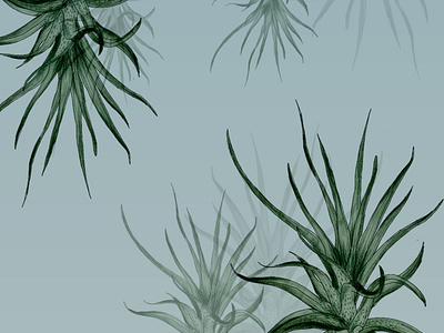 Tillandsia Plant Illustration