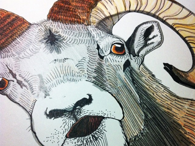 Bam Bam the Ram animal illustration sheep sketch
