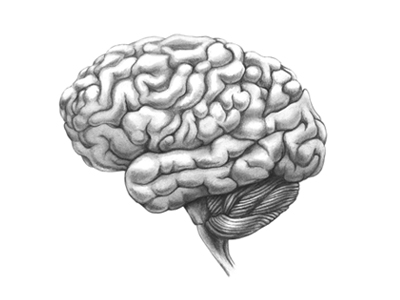 Human brain lateral view hand drawing vintage Vector Image