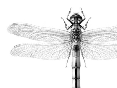 Dragonfly dragonfly graphite illustration