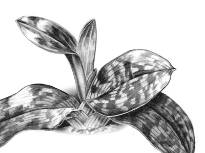 Orchid graphite illustration orchid