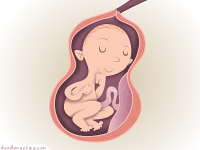 Baby In Inutero art baby birth cute fetus illustration medical umbilical utero vector woman womb