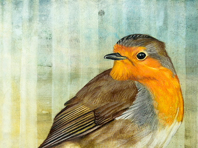 European robin bird colored drawing european gouache nature pencil portrait robin