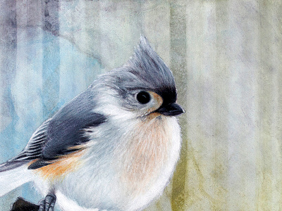 Tufted Titmouse bird colored pencil drawing gouache nature painting portrait tufted titmouse