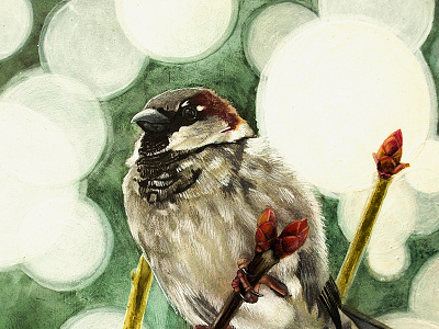 House Sparrow bird colored pencil drawing gouache house sparrow nature painting portrait