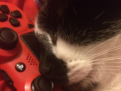 Gamer cat cat photography