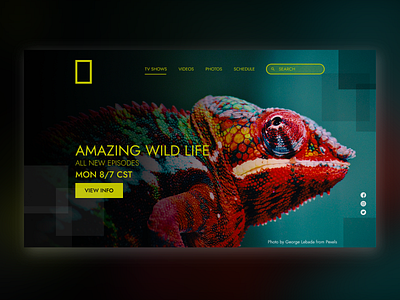 Nat Geo TV Website Redesign (w/ search bar) branding design national geographic television web website wildlife