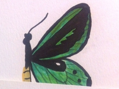 Birdwing for Felin & Flora birdwing butterfly entomology green illustration ink painted rainforest watercolor
