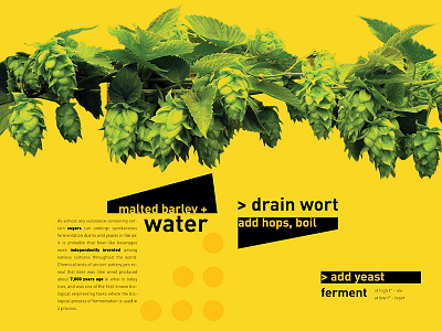 Beer brewing process research branding editorial graphic design idenitty research