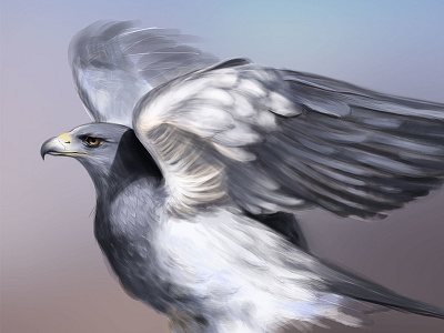 Eagle Study 2d bird digital painting eagle illustration study