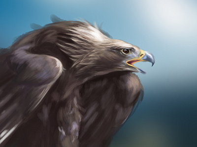 Eagle Study 2 2d bird digital painting eagle illustration study