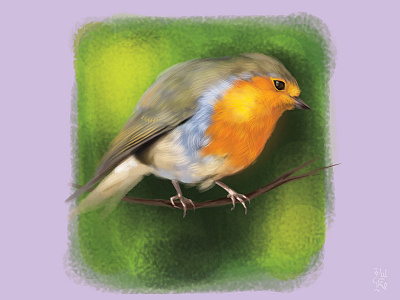 Red Robin animal bird digital 2d digital painting illustration robin study