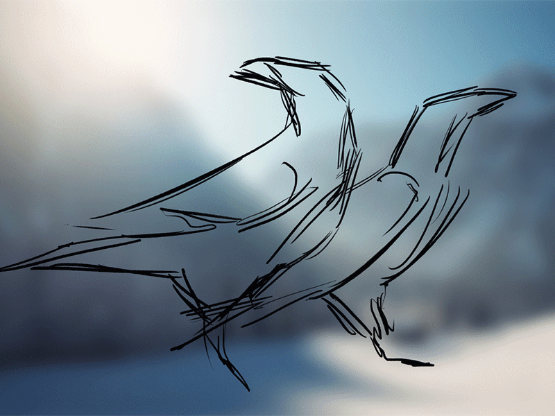 Ravens study 2d animal bird creature crow digital 2d digital painting illustration nature raven study