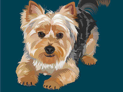 Buddy the Yorkie