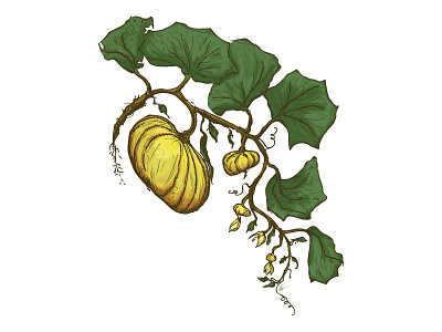 Squash Illustration digital sketch drawing illustration