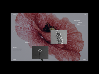Plants & Flowers branding design digital digital design typography ui uidesign visual design