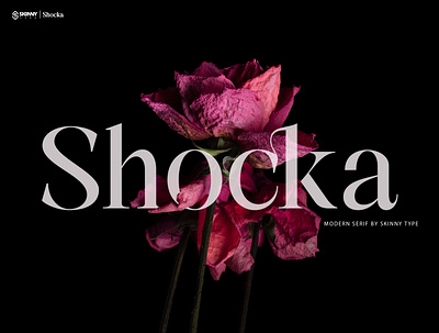 Shocka - New Serif Typeface branding calligraphy design font graphic design illustration logo type design typeface typography