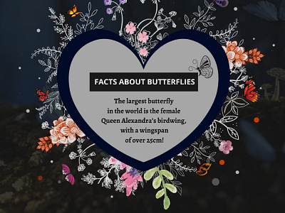 Butterfly Facts