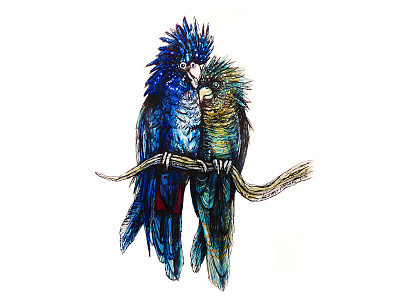 Lovebirds 1 animal australia drawing endangered fine art gouache illustration ink painting species watercolor wildlife