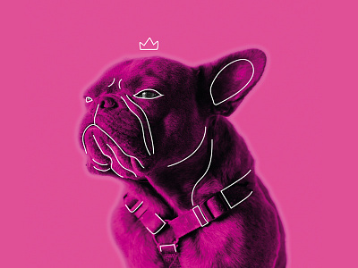 Dribbble Good Vibes Only - Pink animal art artwork design doodle frenchbulldog fun good vibes king pink