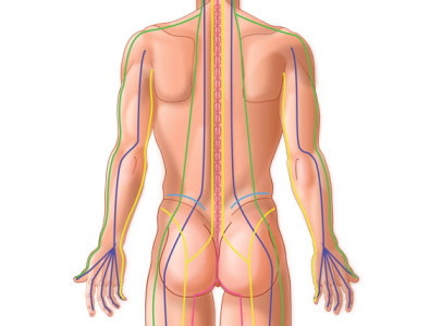 back thai yoga massage sen lines illustration