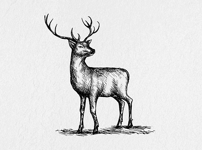 Deer Logo deer deer illustration deer logo draw drawing drawingart drawings drawn hand drawn illustraion illustration art illustrator vector vector art vector illustration vectorart vectors vintage vintage design vintage logo