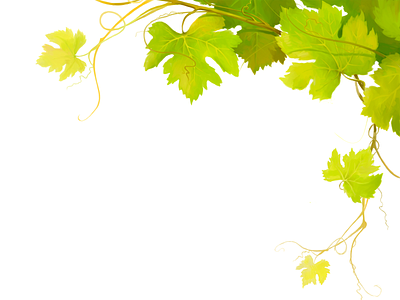 Wine leaf digital illustration digital painting drawing food illustration leaf packaging wine