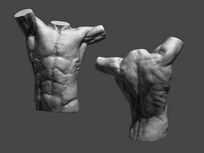 Torso 3d modelling torso zbrush