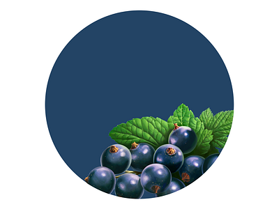 Blackcurrant blackcurrant digital illustration digital painting drawing food fruit illustration package package design packaging packaging design