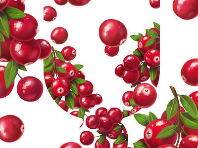 Bulbash • Cranberries • Illustrations for packaging cranberries digital illustration digital painting drawing food fruit illustration package packaging