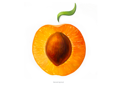 Kernel Apricot • Series of avatars for colleagues avatars drawing illustration kernel
