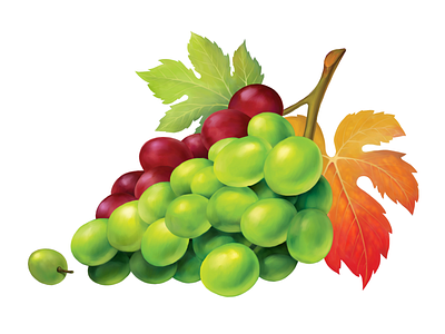 Stimorol • Grape 1 food fruit grape illustration package packaging