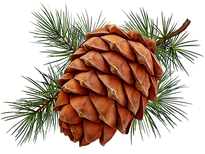 Cedar • Stolnaya cedar cone food illustration package packaging