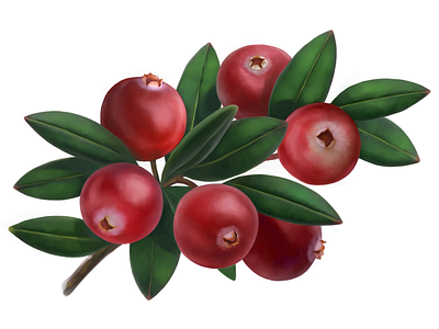 Cranberries • Stolnaya cranberry food fruit illustration package packaging