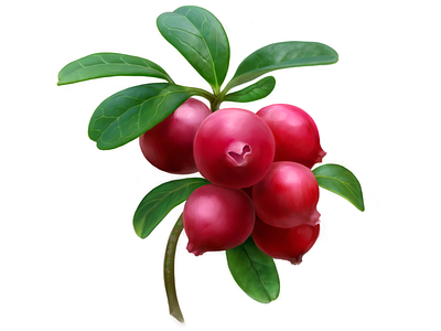 Lingonberry • Stolnaya food fruit illustration lingonberry package packaging
