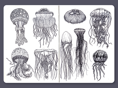 Jellyfish • Sketchbook blackandwhite dotwork drawing illustration ink jellyfish lineart moleskine sketchbook