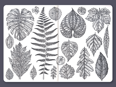 Leaves • Sketchbook