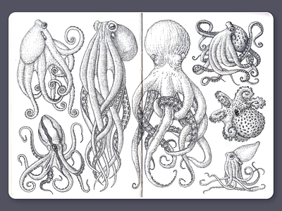 Octopus • Sketchbook